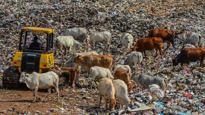 Ini Risiko Mengonsumsi Hewan Ternak Pemakan Sampah